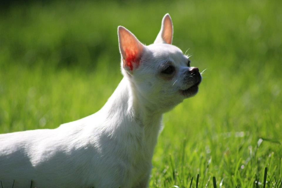Chihuahua Honey Paj´s Yvain Yuzzlebug billede 16