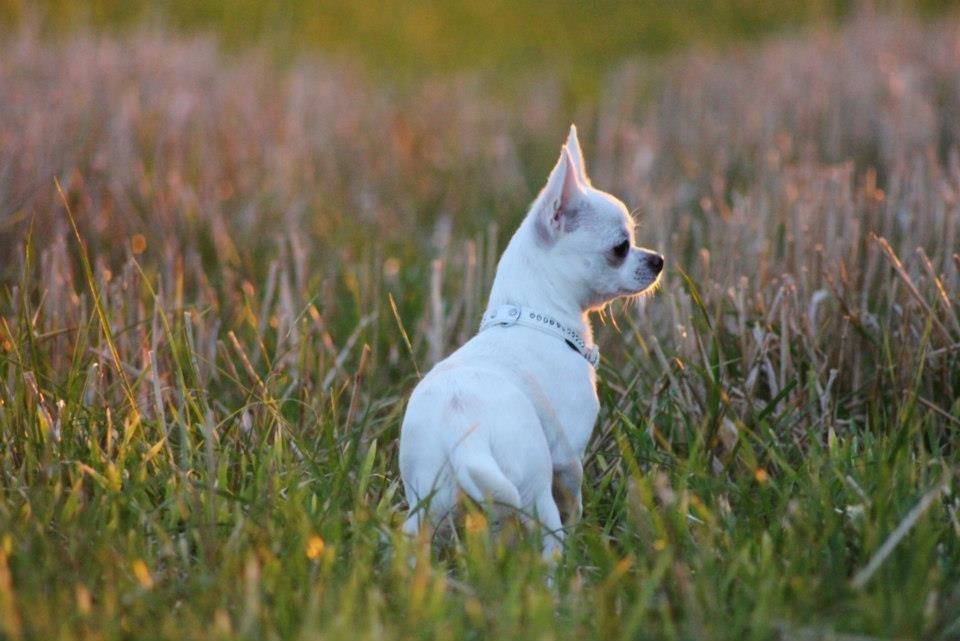 Chihuahua Honey Paj´s Yvain Yuzzlebug billede 17