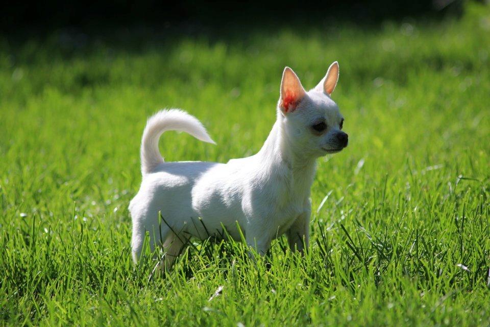 Chihuahua Honey Paj´s Yvain Yuzzlebug billede 19