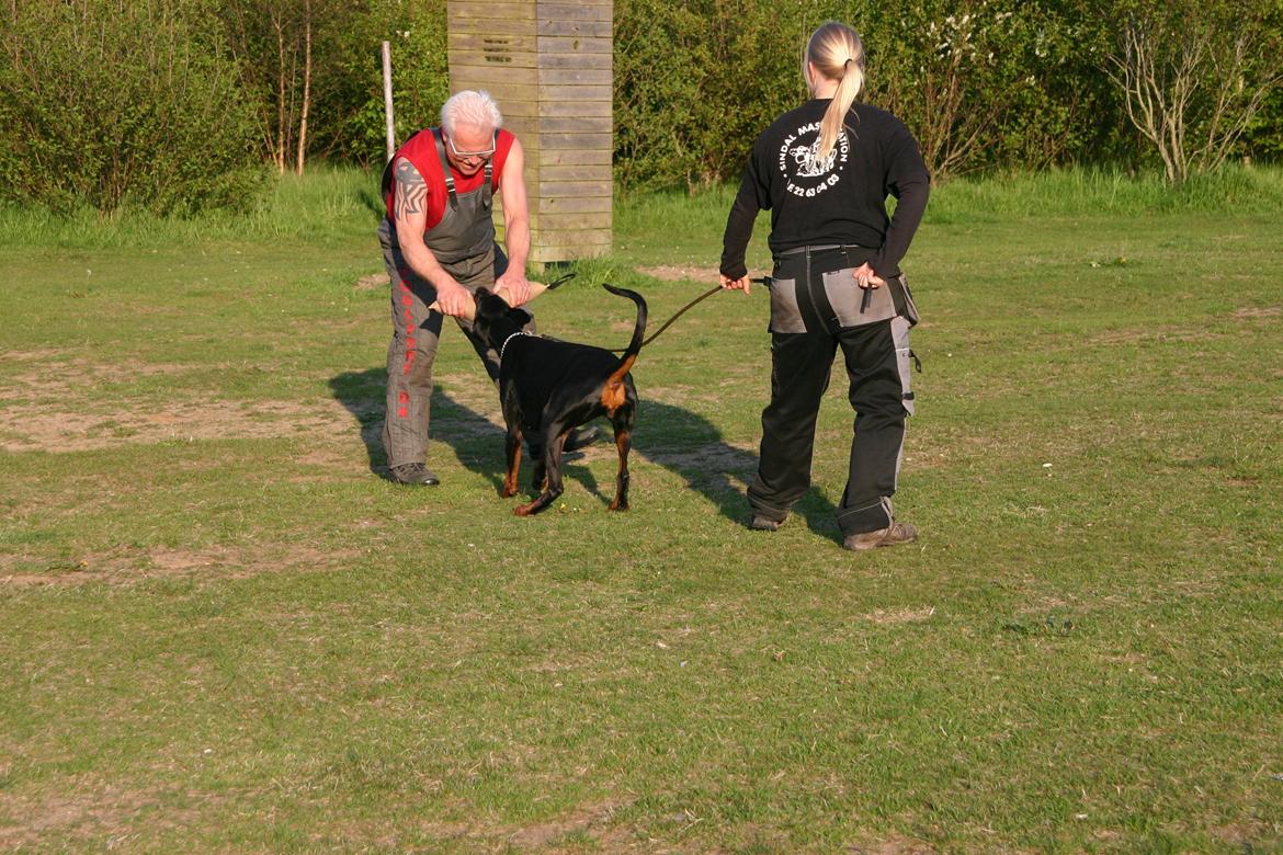 Dobermann Freya billede 16