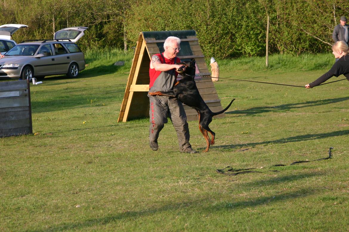 Dobermann Freya billede 17