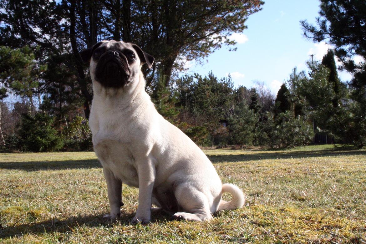 Mops Bodil - Hej med dig ;o)) Hvor hyggeligt at du lige kiggede forbi billede 1