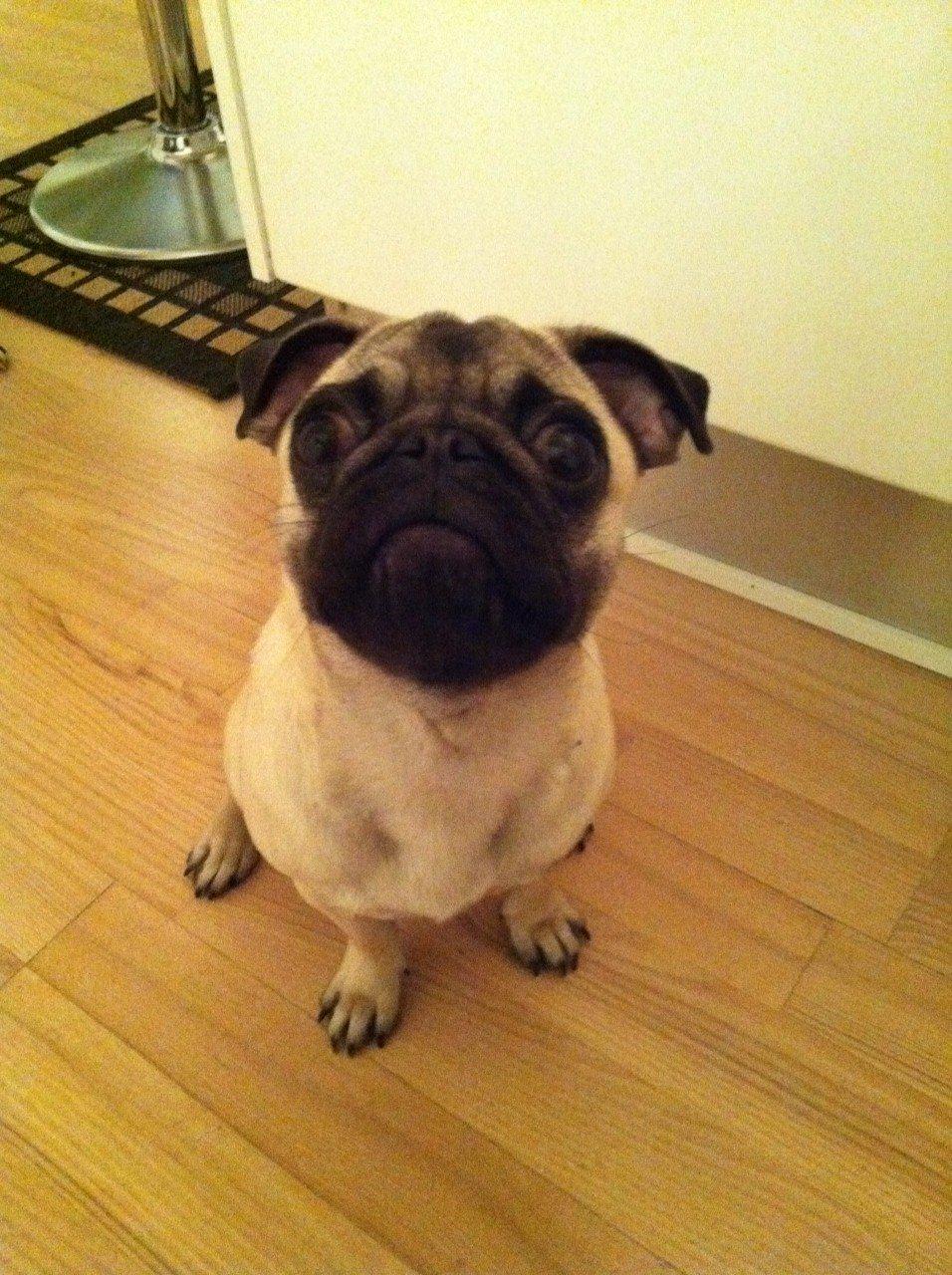 Mops Bodil billede 2