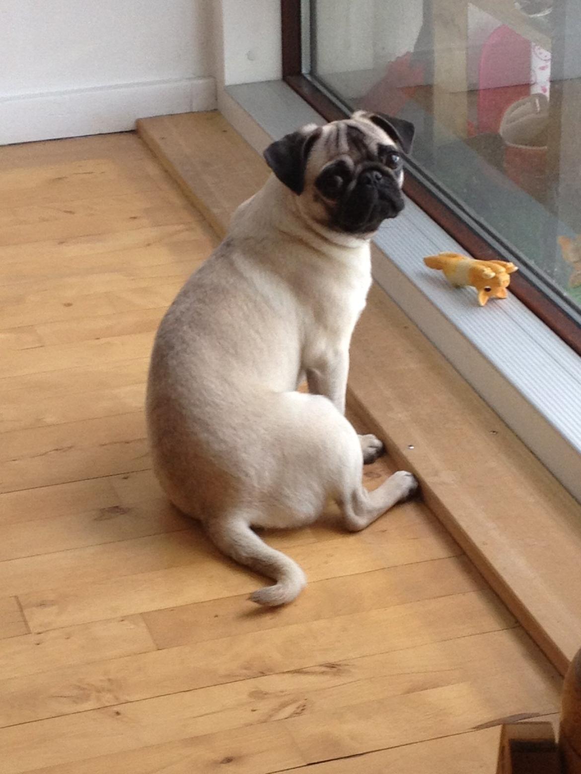Mops Bodil billede 3