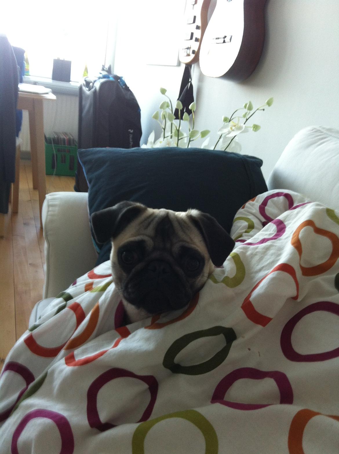Mops Bodil billede 4