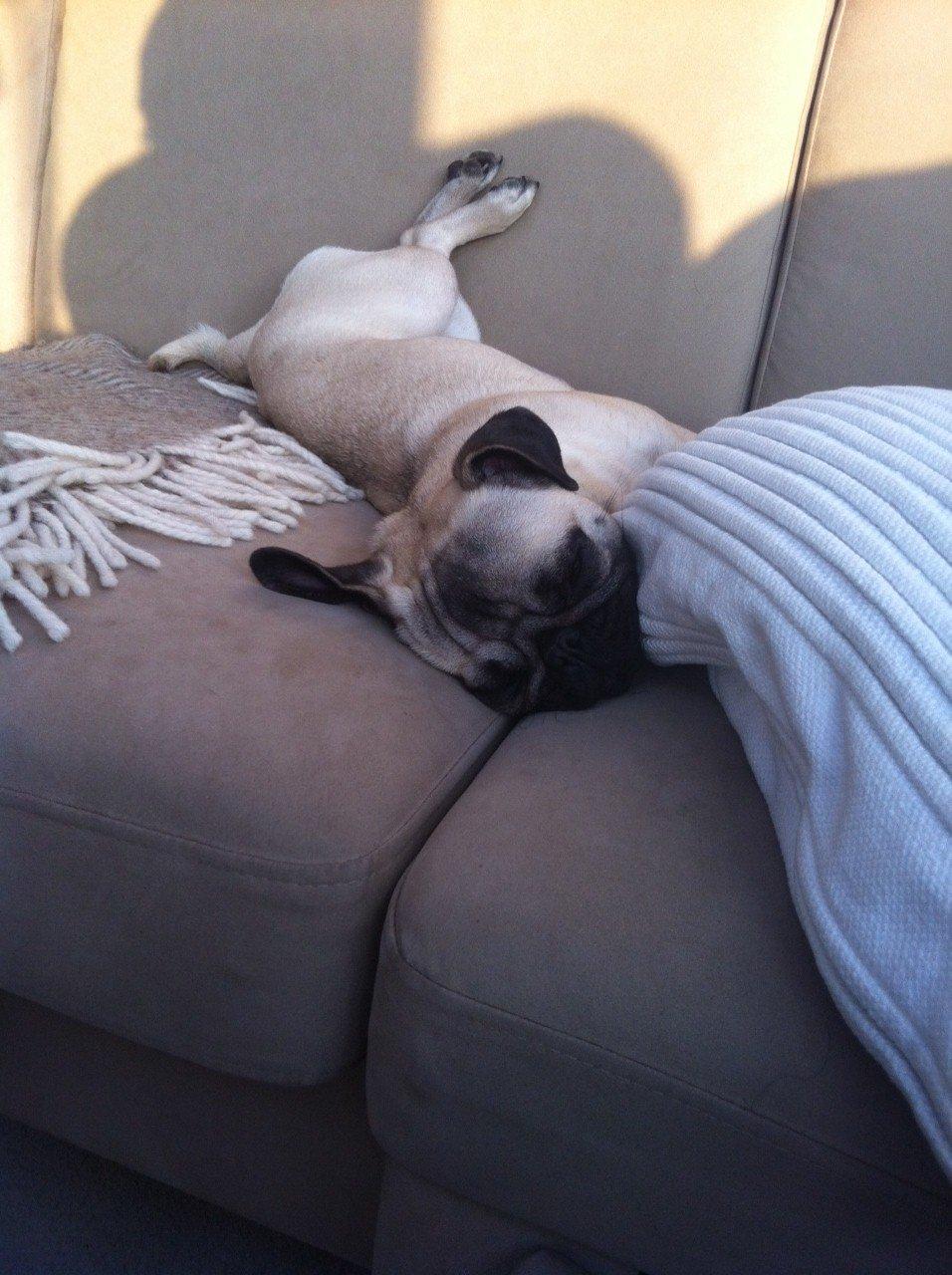 Mops Bodil billede 5