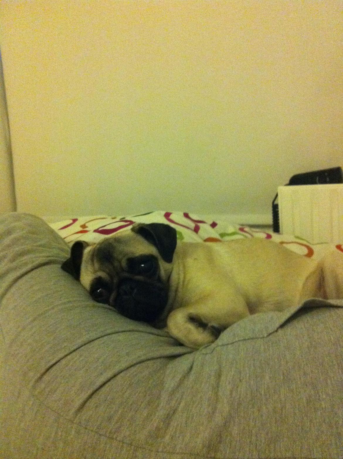 Mops Bodil billede 6