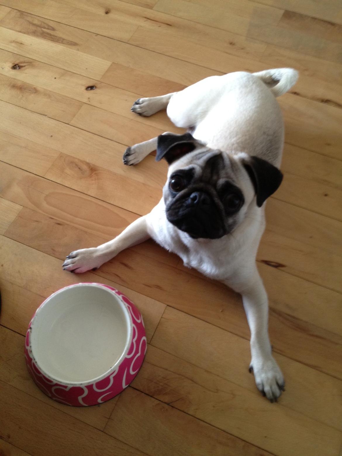 Mops Bodil billede 7