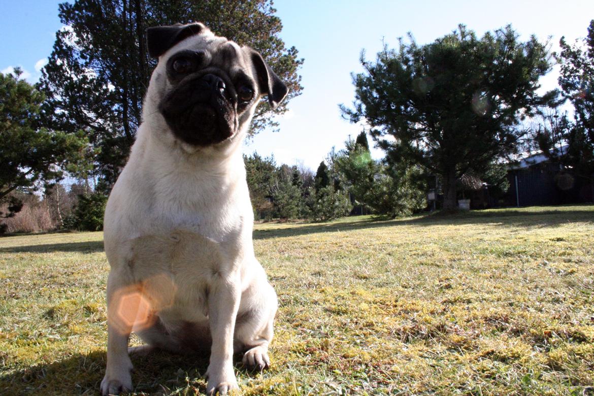 Mops Bodil - Farvel, kom snart igen :-)) billede 8