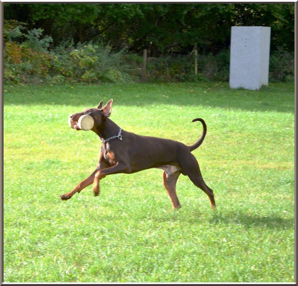 Dobermann Be-Barong Dumbledore aka Eddie billede 9