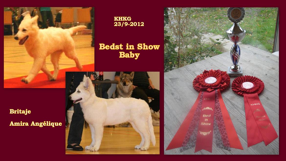 Hvid Schweizisk Hyrdehund Britaje Amira Angélique billede 6