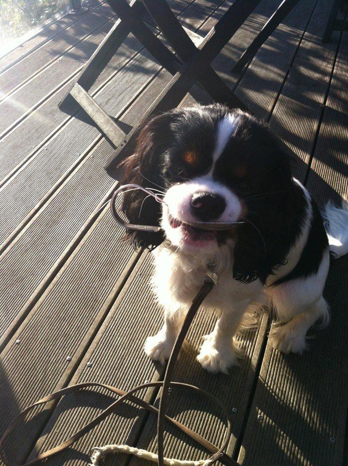 Cavalier king charles spaniel Charly <3 146316 - Charly vil da også have suppe! ;) <3 

Du er ALT for dejlig min lille skat! <3 billede 20