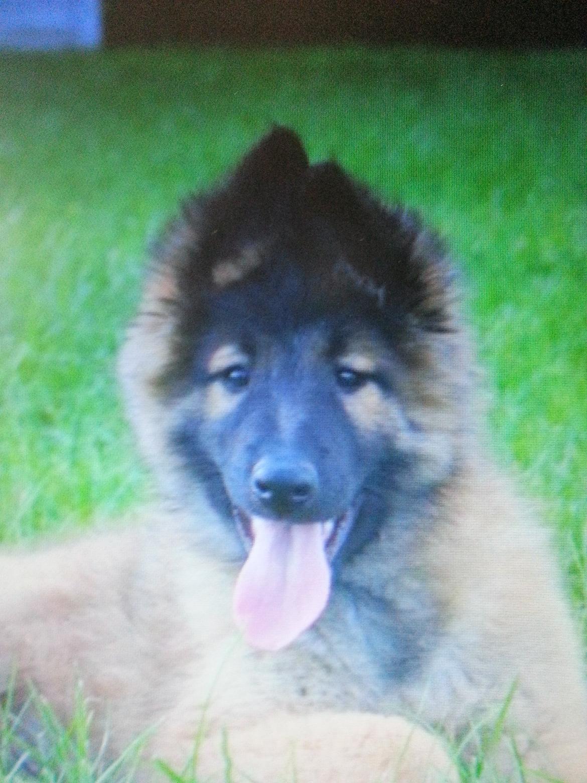 Tervueren Monty billede 2