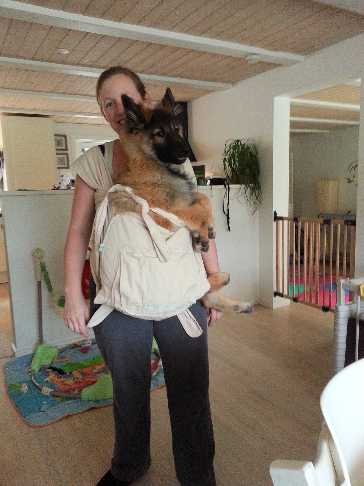 Tervueren Monty billede 4