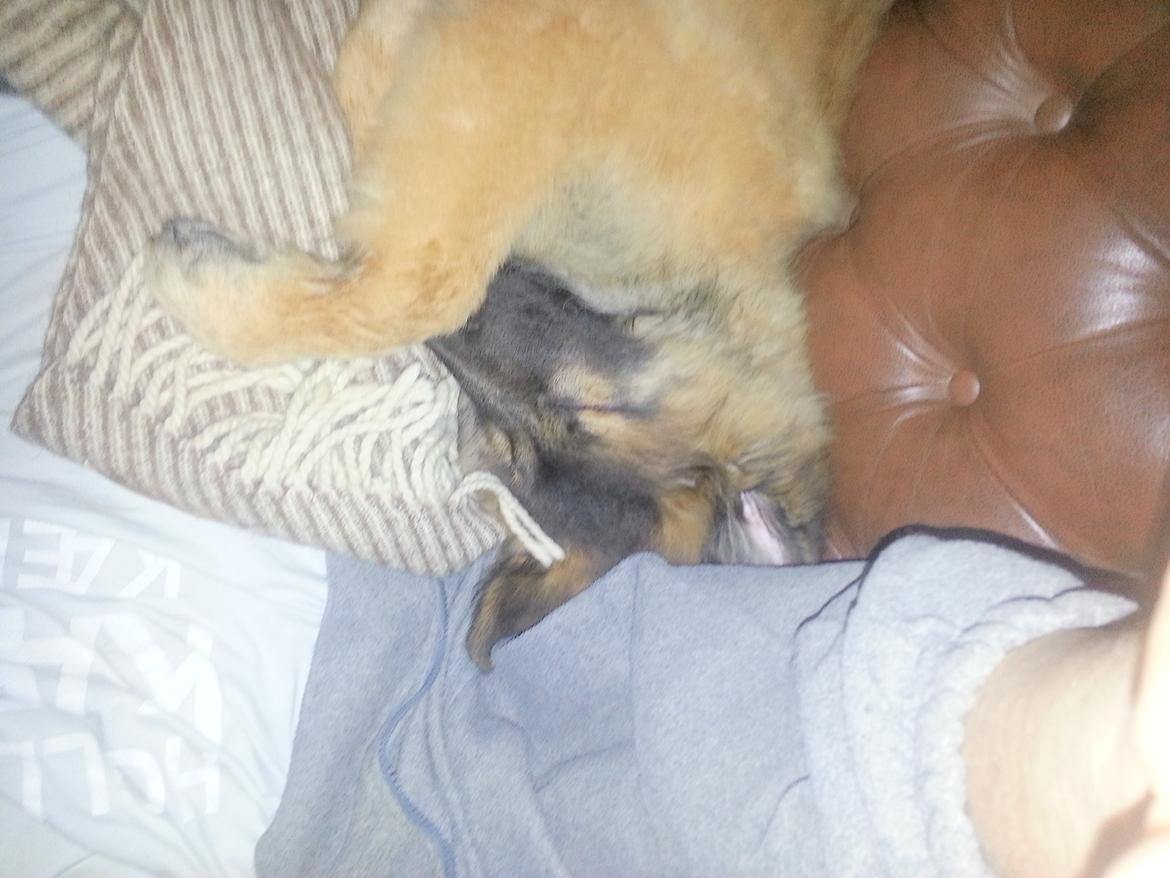 Tervueren Monty billede 7