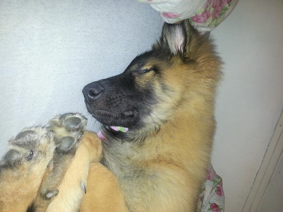 Tervueren Monty billede 9