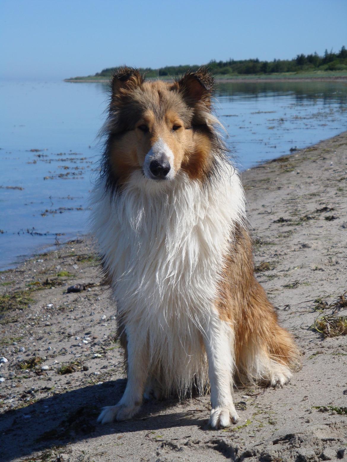 Collie langhåret Gaia - Ved stranden billede 15