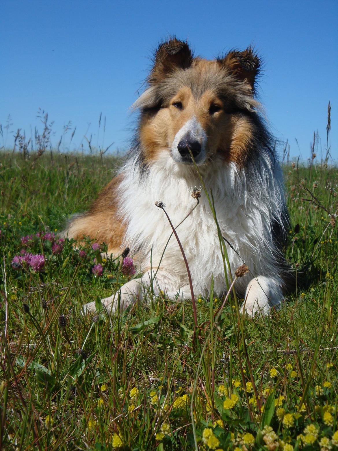 Collie langhåret Gaia - Mig, GAIA ved stranden :) billede 12