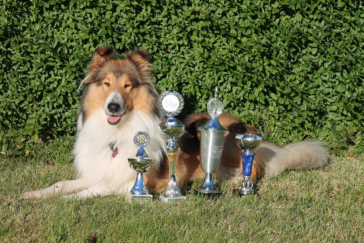 Collie langhåret Gaia - Gaia med årets høst 2012 billede 18