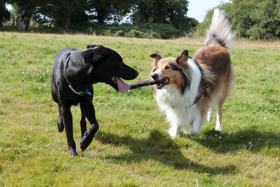 Collie langhåret Gaia - Gaia og Thor billede 13