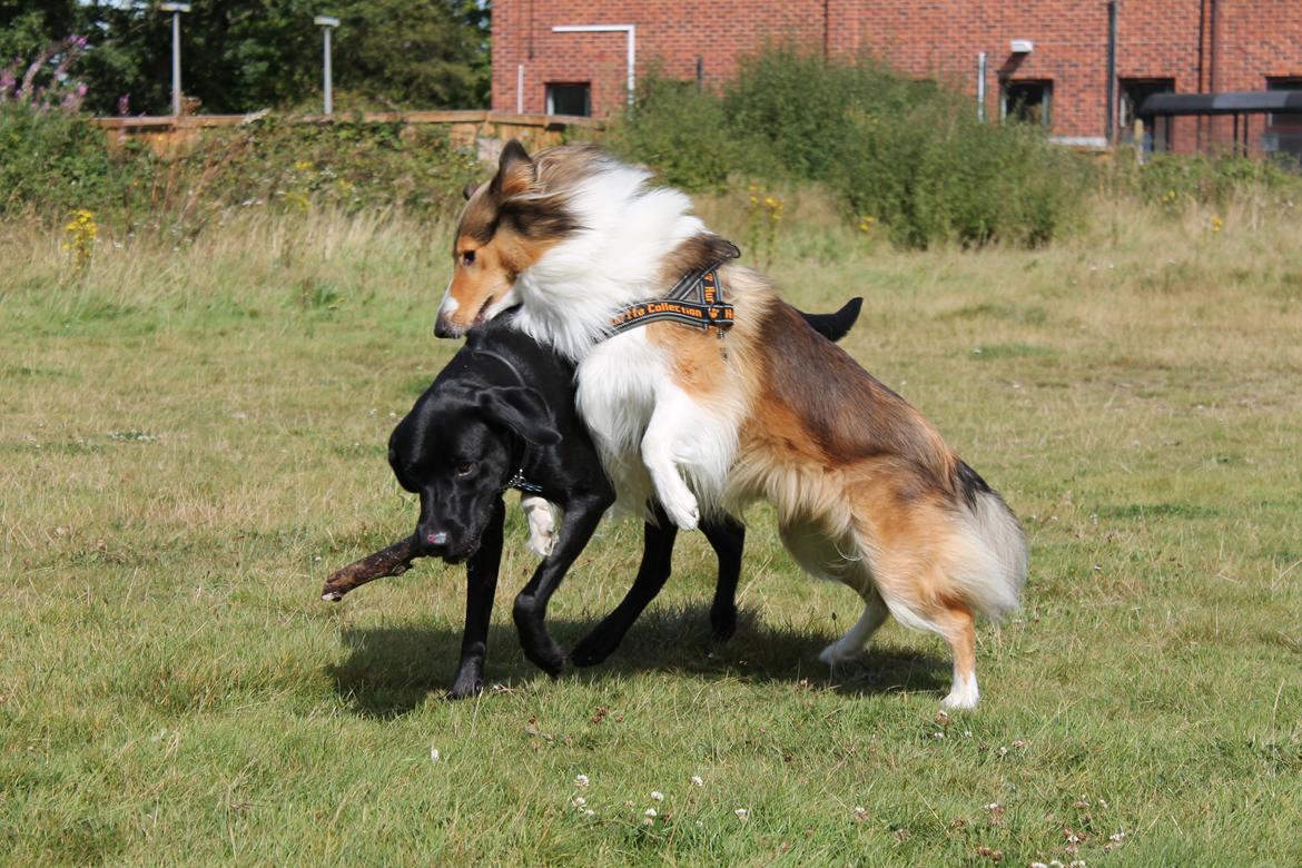 Collie langhåret Gaia - Gaia og Thor billede 14