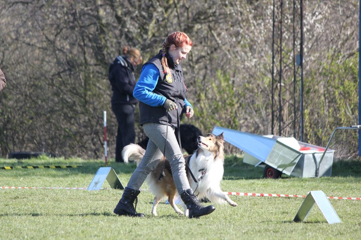 Collie langhåret Gaia - Rally billede 17