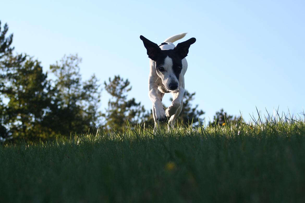 Blanding af racer Laban - Velkommen til min profil :) billede 1