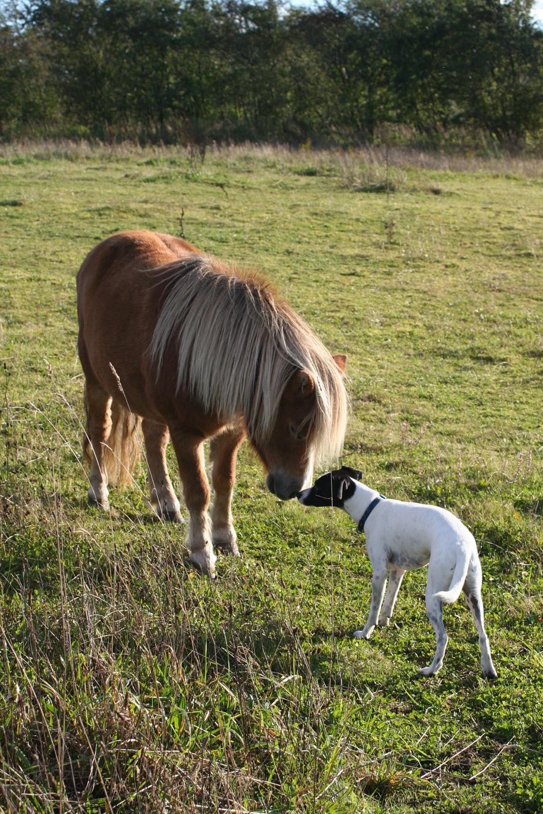 Blanding af racer Laban - uha den hest var stor billede 4