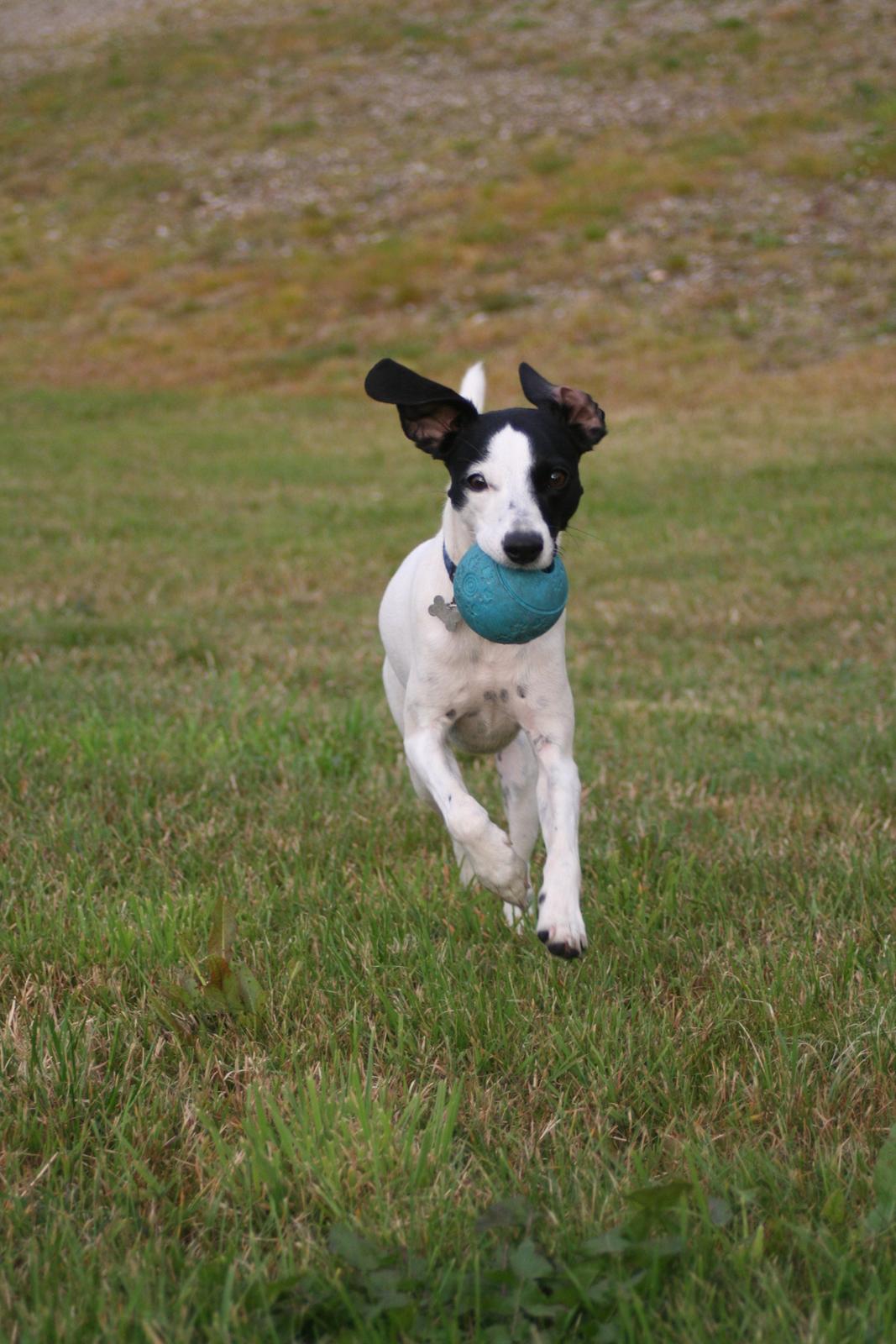 Blanding af racer Laban billede 5