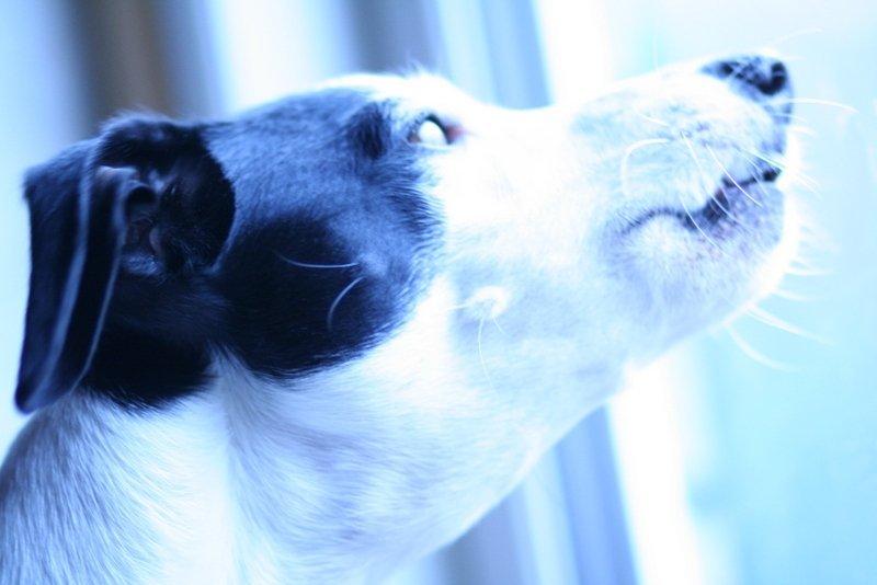 Blanding af racer Laban - Min personlige vogter billede 6