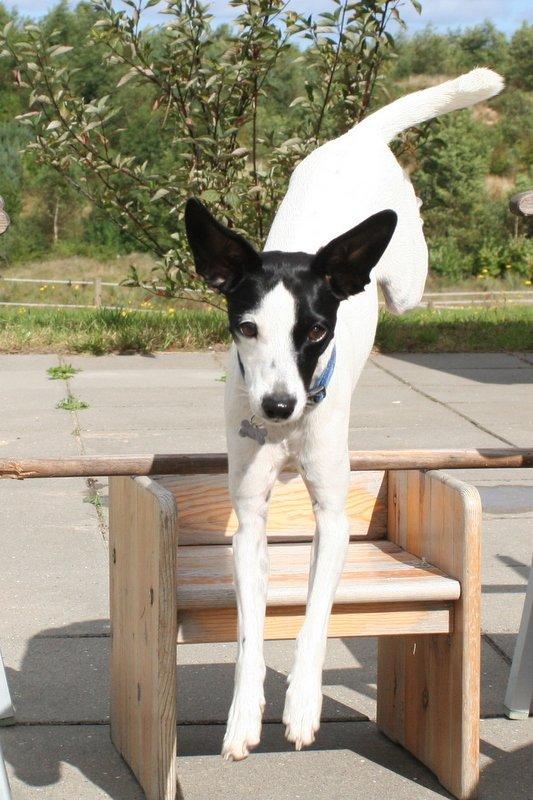 Blanding af racer Laban - hopsa billede 3