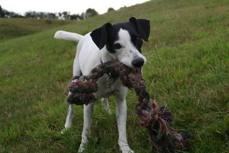 Blanding af racer Laban - Skal vi ikke lege billede 2