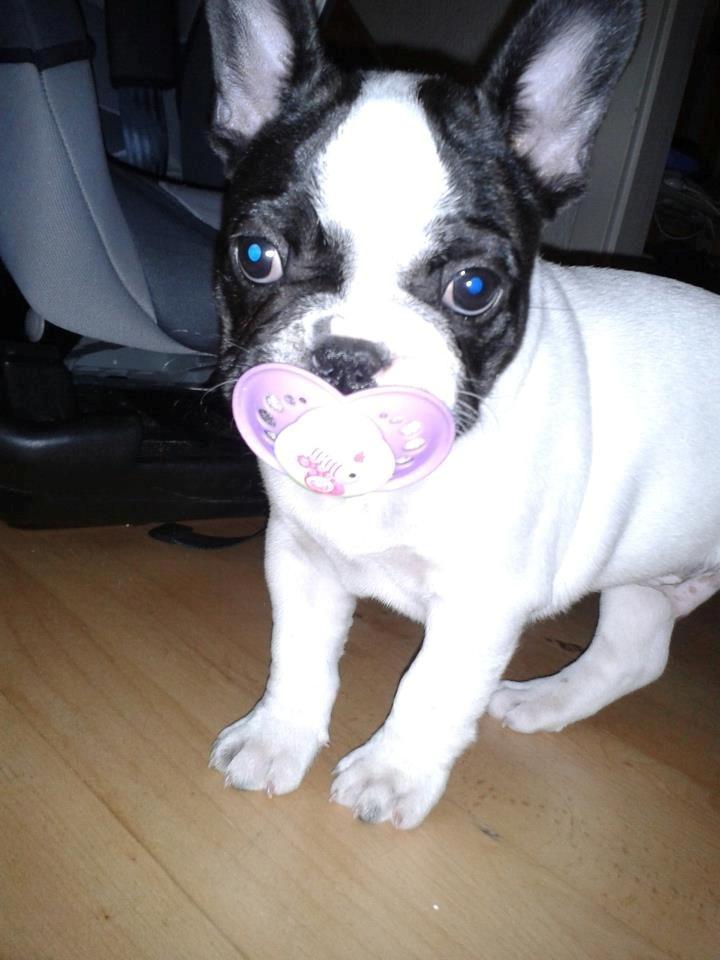 Fransk bulldog Milo billede 10