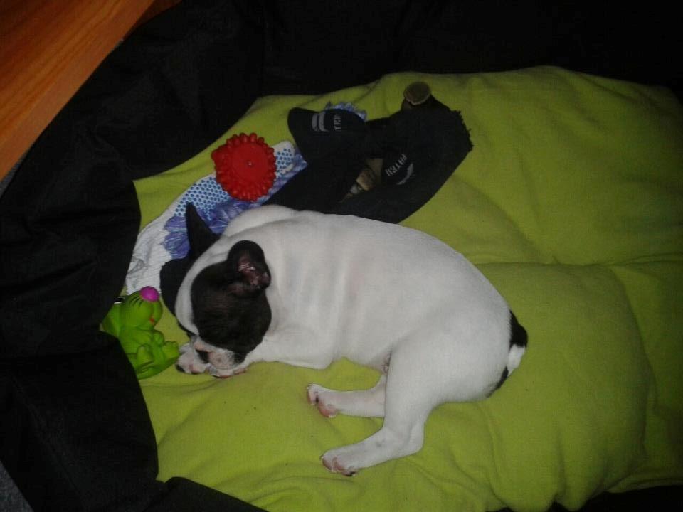 Fransk bulldog Milo billede 5