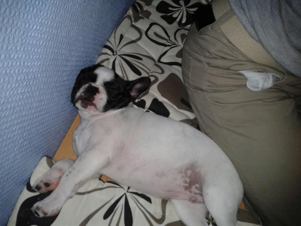 Fransk bulldog Milo billede 7