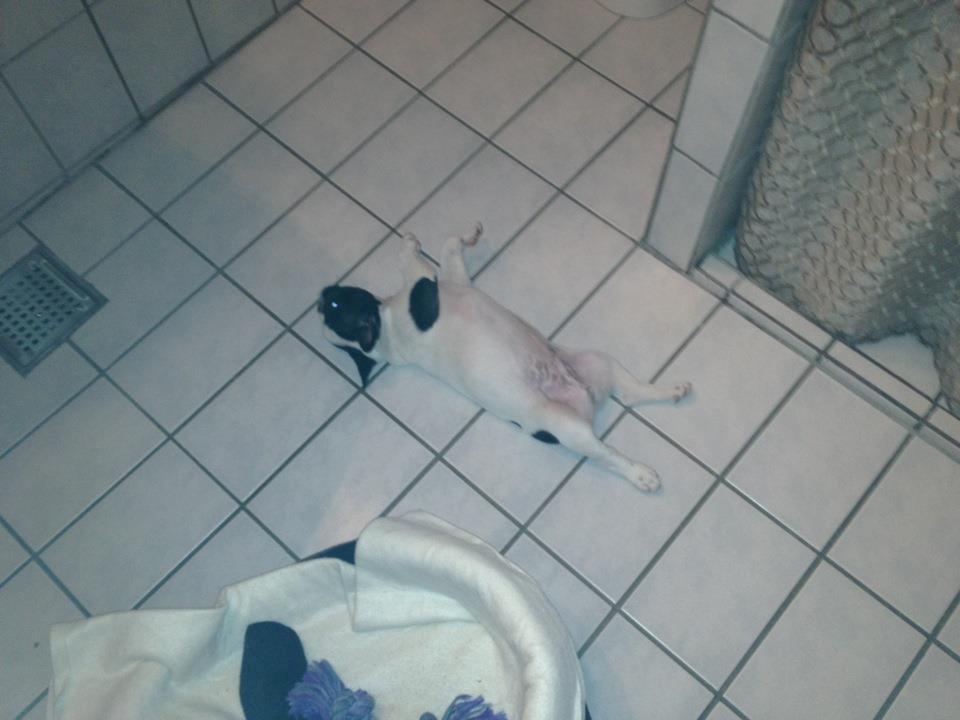 Fransk bulldog Milo billede 9