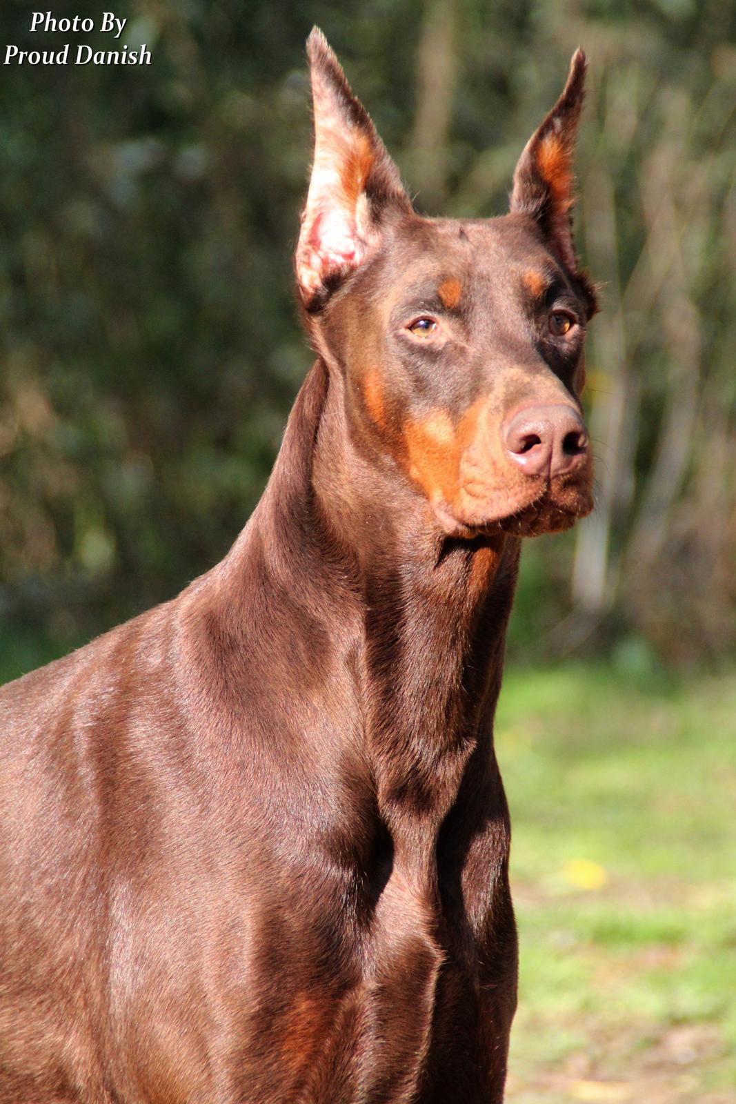 Dobermann Master Mia V Masterhof billede 20