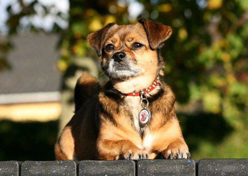 Blanding af racer Lilly - Lilly i efterårsvejret - 12/10-12 billede 21