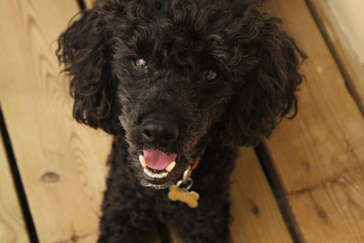 Dværgpuddel Pjuske Æ. *Krølle* billede 18