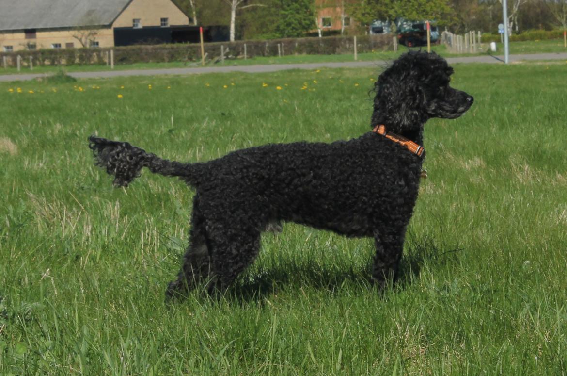 Dværgpuddel Pjuske Æ. *Krølle* billede 19