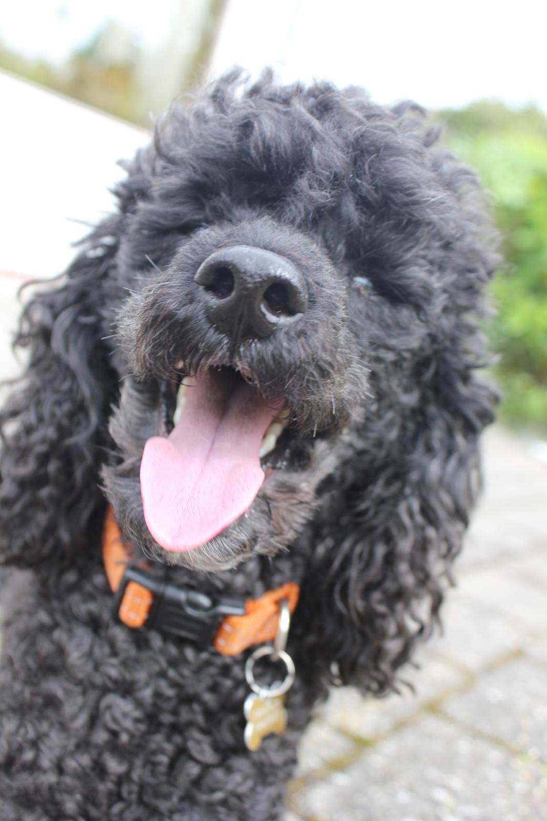 Dværgpuddel Pjuske Æ. *Krølle* billede 20