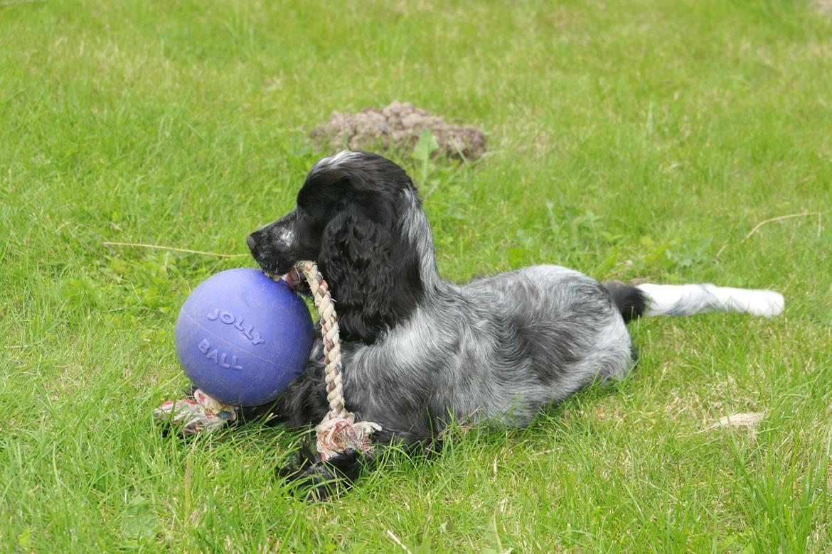 Cocker spaniel Diana - himmelhund - Diana med sin elskede bold billede 18