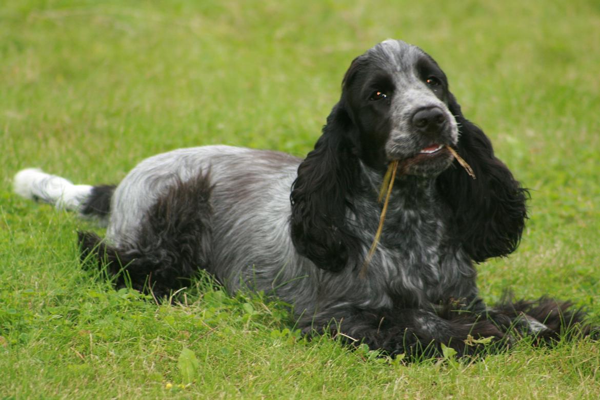 Cocker spaniel Diana - himmelhund billede 19