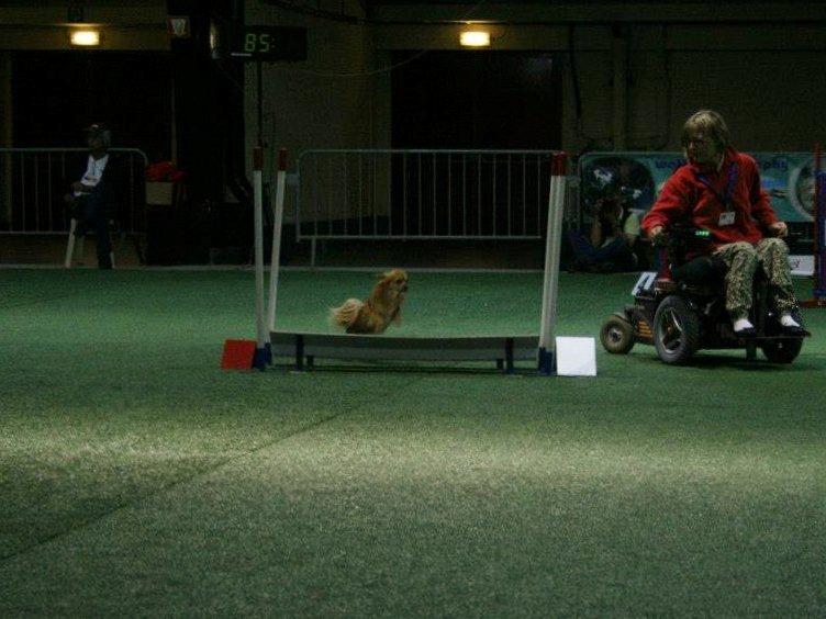 Blanding af racer Vimse - Vimse til agility stævne i Belgien 2012 billede 13
