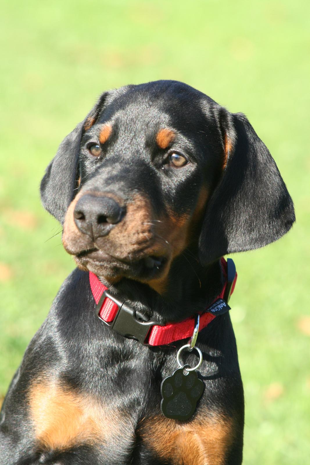 Dobermann Proud Danish Fancy Face(Chica) billede 15