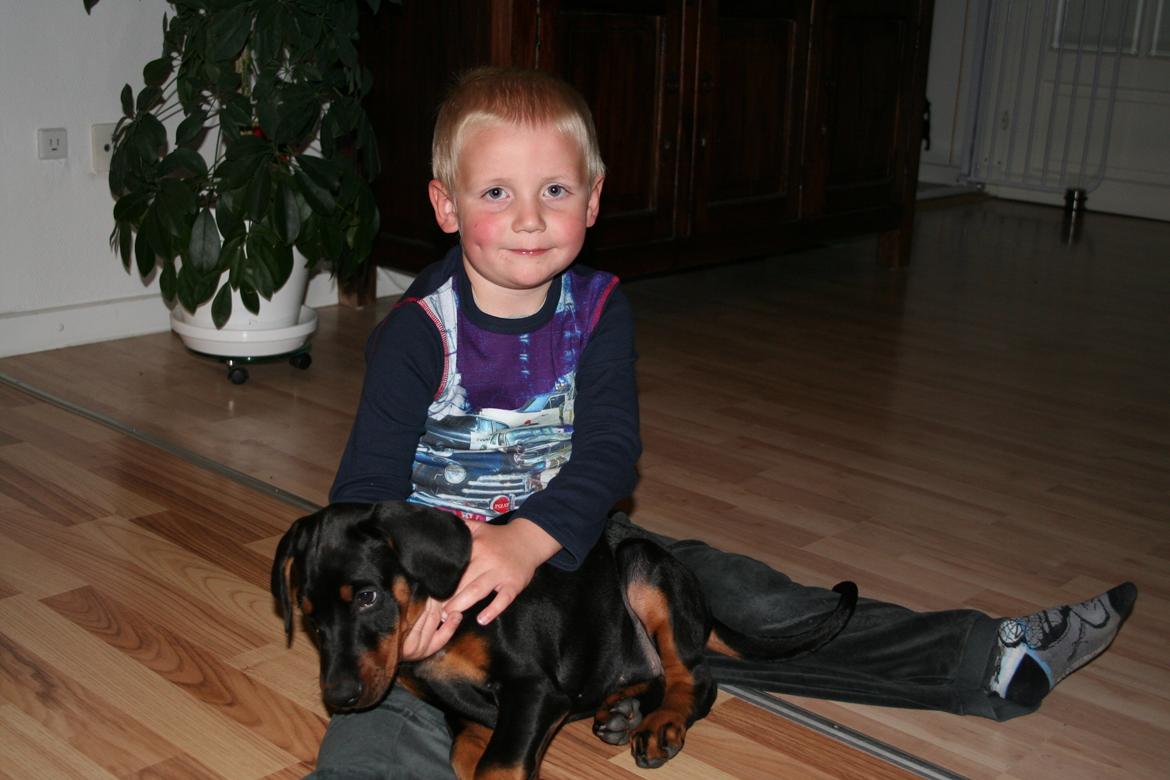 Dobermann Proud Danish Fancy Face(Chica) billede 16