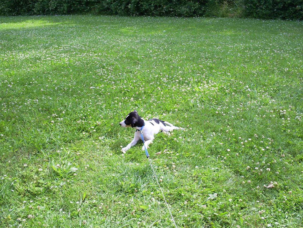 Dansk svensk gaardhund Balou billede 1