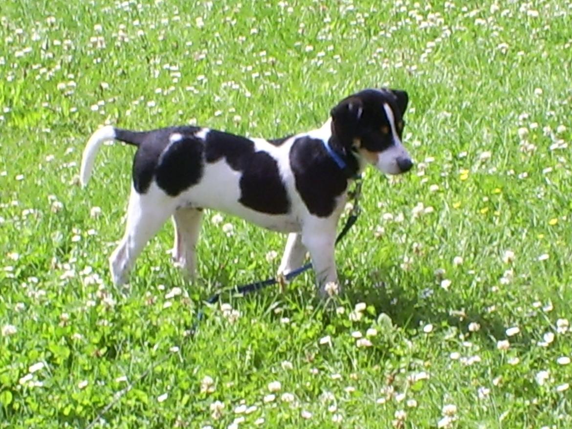 Dansk svensk gaardhund Balou billede 4