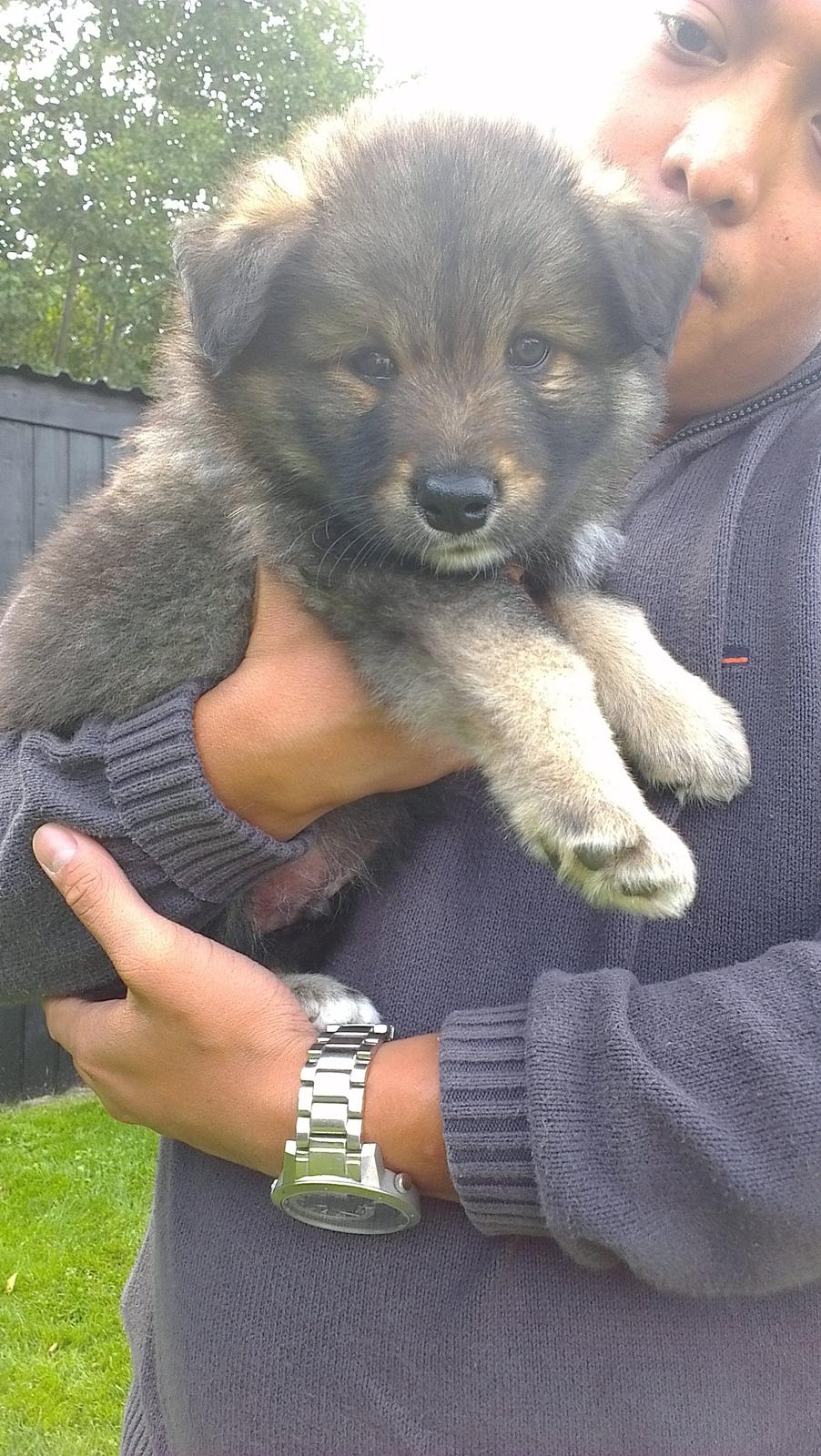 Finsk lapphund Balto billede 8