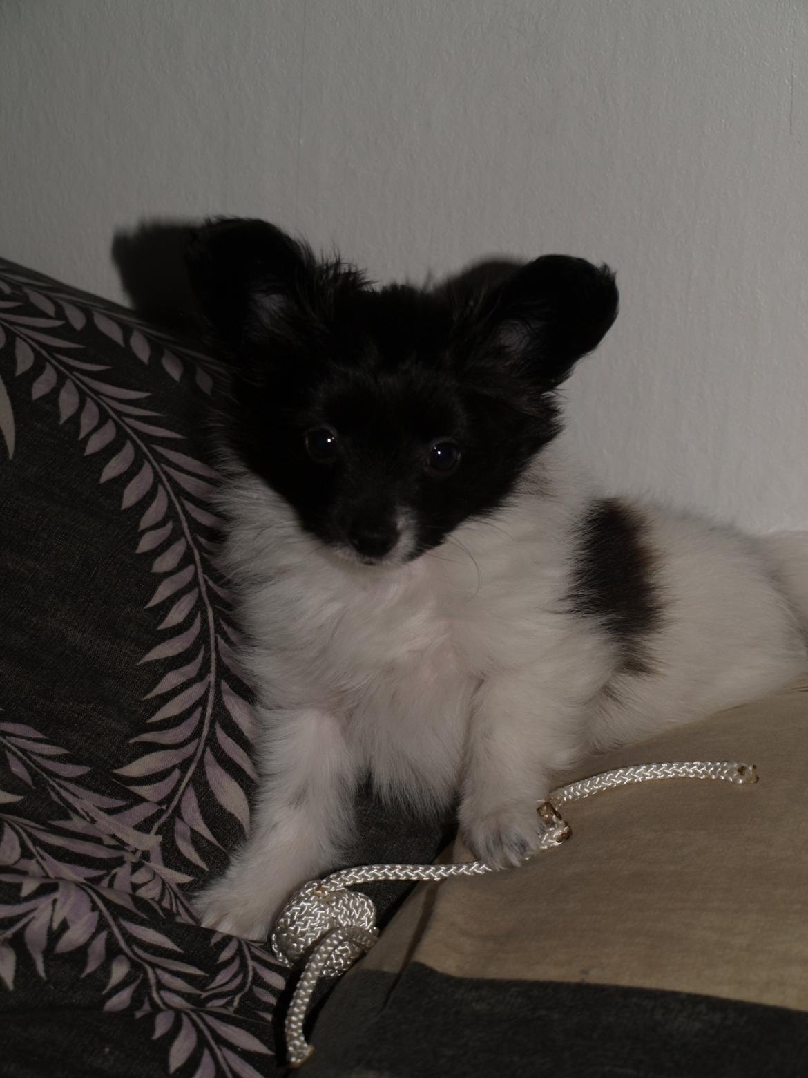 Papillon Chino billede 1